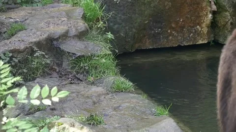 Brown bear walking away in Slow motion near pond Stock Footage 43812811