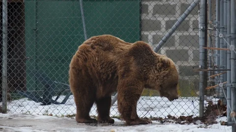 Brown bear walking in the cage in a bear farm. Stock Footage 102323383