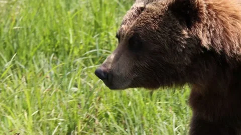 Brown Bear Walking Close Up View Stock-Footage 170165783
