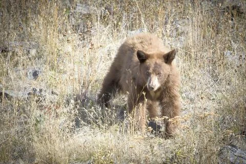 Brown bear walking down the hill. Stock Photos