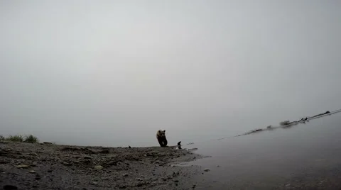Brown bear walking in, facing camera, touching camera Video stock 42084127