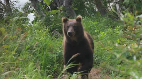 Brown bear walking Stockbeeldmateriaal 43073145