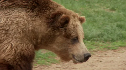 Brown bear walking Stock Footage 67387505