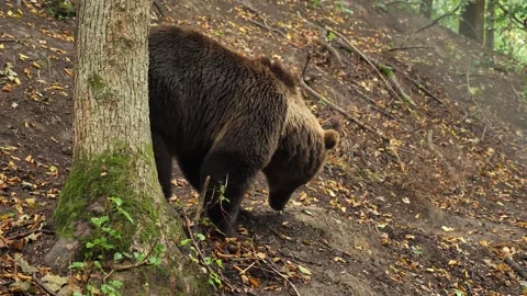 Brown bear walking in the forest, bear looking for food, wildlife 스톡 동영상 252093937