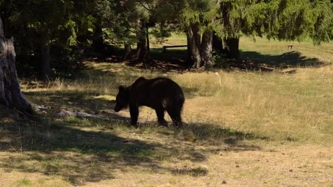 Brown bear walking in the forest Stock Footage 78671572