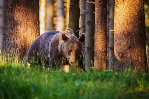 The brown bear walking into forest 写真素材