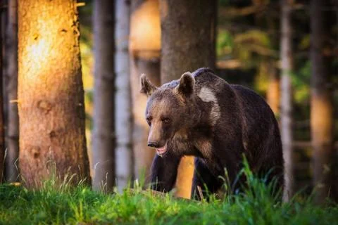 The brown bear walking into forest 写真素材