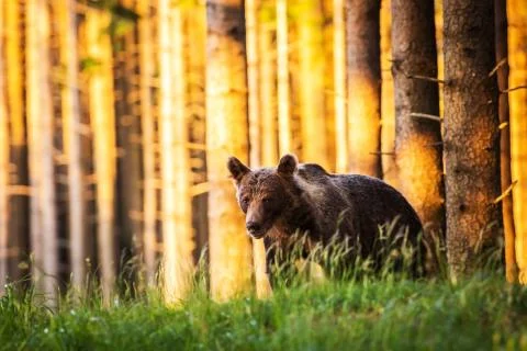 The brown bear walking into forest 写真素材