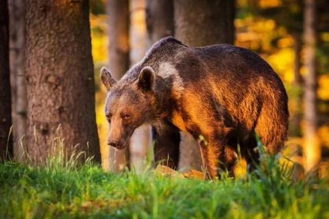The brown bear walking into forest 写真素材