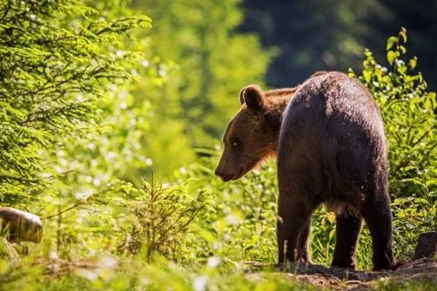 The brown bear walking into forest 写真素材
