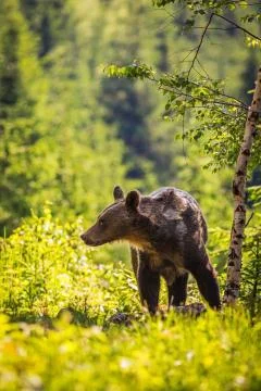 The brown bear walking into forest 写真素材