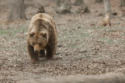 Brown Bear Walking in Forest Stock Photos