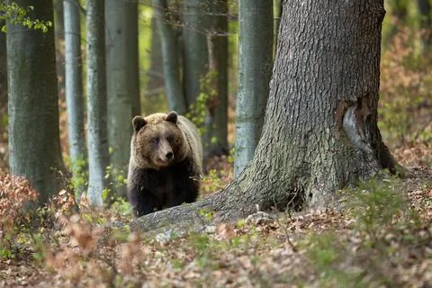 Brown bear walking in forest in springtime nature. Stock Photos