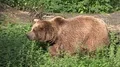 Brown bear walking frontal between stinging nettles in sunny forest grassland 4k or 4k+ Resolution
