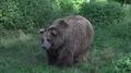Brown bear walking frontal in sunny summer forest grassland 4k or 4k+ Resolution