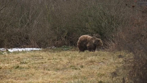 Brown bear walking on a glade by the forest in the distance. Stock Footage 102323211
