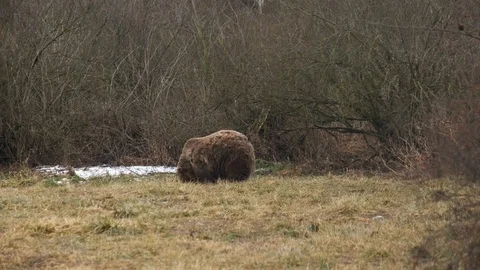 Brown bear walking on a glade by the forest in the distance. Stock Footage 102323232