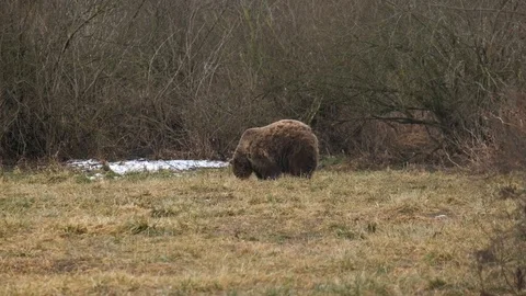 Brown bear walking on a glade by the forest in the distance. Stock Footage 102323238