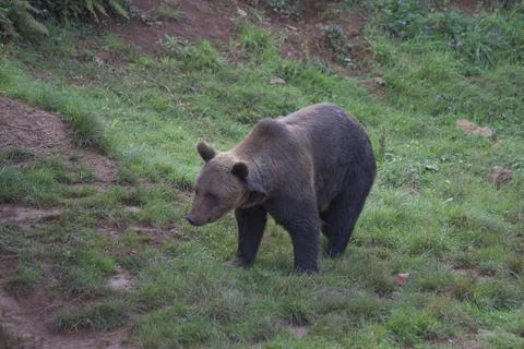 Brown bear walking on the grass in Cabarceno Natural Park, Cantabria, Spain Foto stock