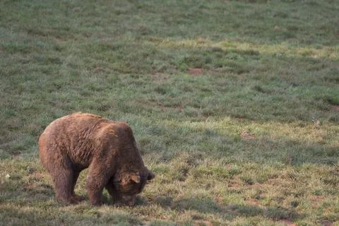 Brown bear walking on the grass in Cabarceno Natural Park, Cantabria, Spain Stock Photos