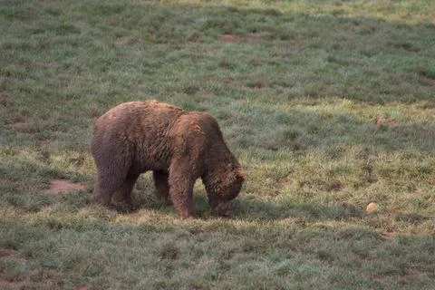Brown bear walking on the grass in Cabarceno Natural Park, Cantabria, Spain Stock Photos