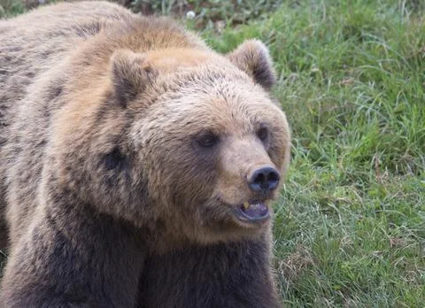 Brown bear walking on the grass in Cabarceno Natural Park, Cantabria, Spain Foto stock