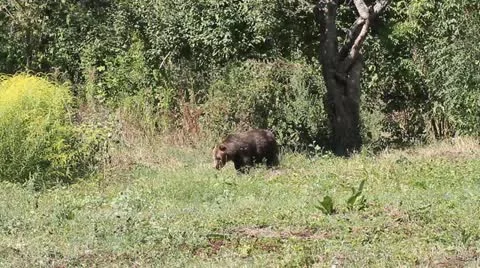 Brown Bear walking in the grass near the forest ( Ursus Arctos ) Stock Footage 11848725