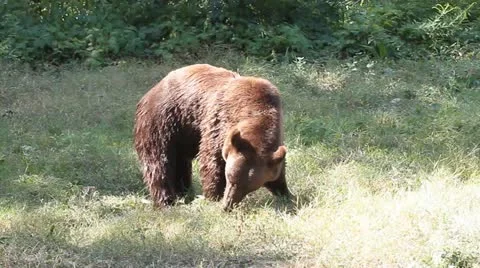 Brown Bear walking in the grass near the forest ( Ursus Arctos ) Stock Footage 11848889