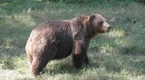 Brown Bear walking in the grass near the forest ( Ursus Arctos ) Stock Footage 11986201