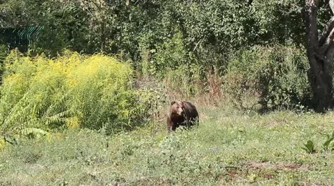 Brown Bear walking in the grass near the forest ( Ursus Arctos ) Stock Footage