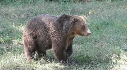 Brown Bear walking in the grass near the forest ( Ursus Arctos ) Stock Footage 11987100