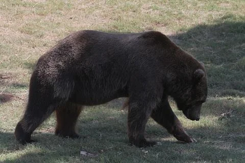 Brown bear walking in an grassy patch Foto stock