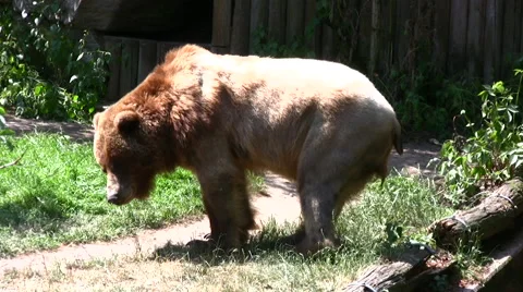 Brown bear walking in grassy undergrowth Stock Footage 51388922