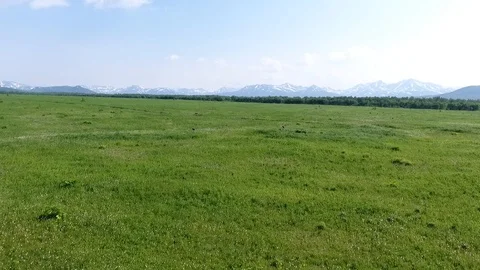 Brown bear walking in a green field. Kamchatka Stock-Footage 104084255