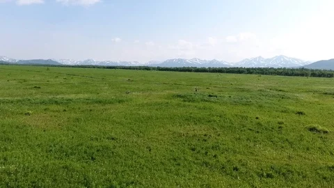 Brown bear walking in a green field. Kamchatka Stock Footage 104084346