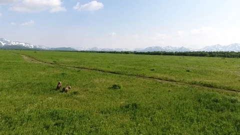 Brown bear walking in a green field. Kamchatka Stock Footage 104084542