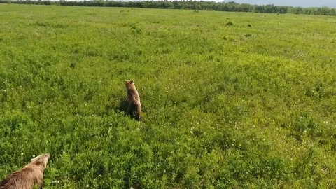 Brown bear walking in a green field. Kamchatka Stock Footage 104085664