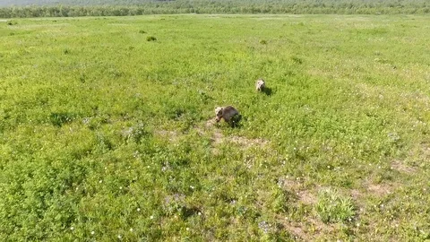 Brown bear walking in a green field. Kamchatka Stock Footage 104087172