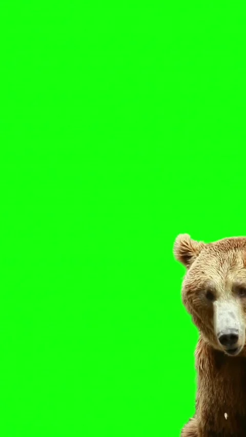 Brown bear walking on green screen background Stock Footage 335452504