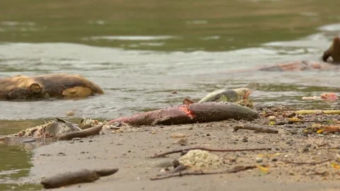 Brown Bear Walking in Kamchatka River to Reach Salmon Carcasses Telephoto Shot Vídeo Stock 338255261