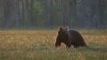 Brown Bear walking in late evening light Video HD
