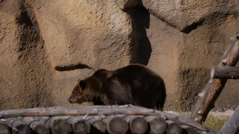 Brown bear walking leisurely inside expansive zoo enclosure, passing rustic Stock Footage 313593143