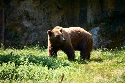Brown bear walking on the meadow Stock Photos