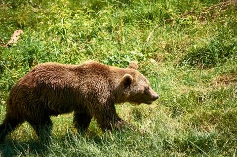 Brown bear walking on the meadow Stock Photos