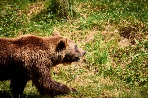 Brown bear walking on the meadow Stock Photos