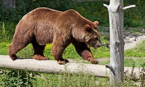 A brown bear walking over an old log Stock Photos