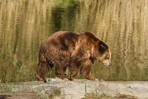 Brown bear walking Foto stock