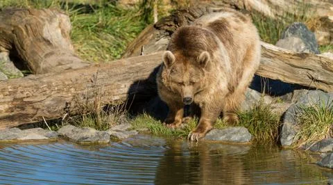 Brown bear walking Stock Photos