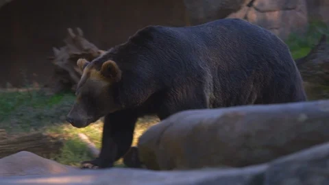 Brown bear walking on rock in the zoo Stock Footage 103785744