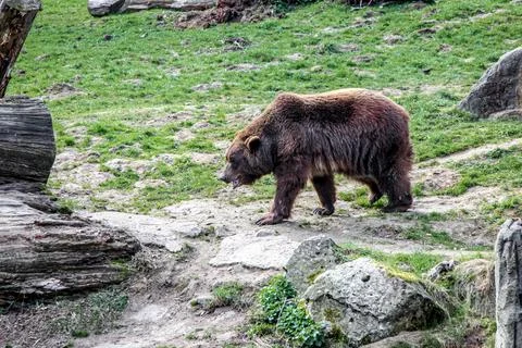 A brown bear walking on a rocky path Foto stock